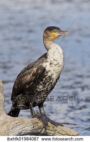 Stock Photo - "White-breasted cormorant (Phalacrocorax lucidus), Wilderness National Park, South Africa, Africa". Fotosearch