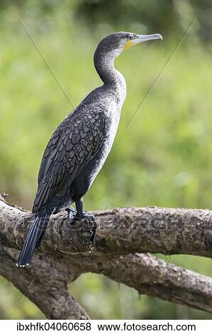 Stock Photo - "White-breasted Cormorant (Phalacrocorax carbo lucidus), Queen Elizabeth National Park, Uganda, Africa". Fotosearch