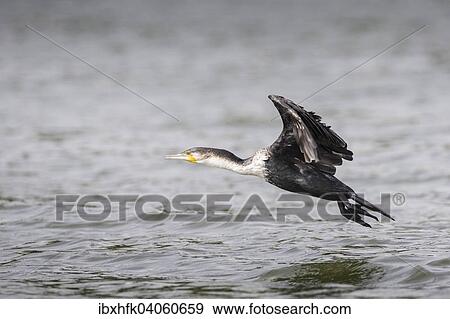 Stock Photo - "White-breasted Cormorant (Phalacrocorax carbo lucidus), Queen Elizabeth National Park, Uganda, Africa". Fotosearch