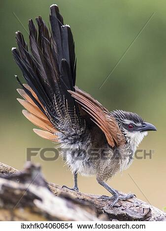 "White-browed Coucal (Centropus superciliosus), Queen Elizabeth National Park, Uganda, Africa" View Large Photo Image Picture - "White-browed Coucal (Centropus superciliosus), Queen Elizabeth National Park, Uganda, Africa". Fotosearch