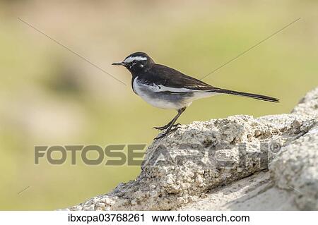 "White-browed Wagtail (Motacilla maderaspatensis), Chambal River, Rajasthan, India, Asia" View Large Photo Image Stock Image - "White-browed Wagtail (Motacilla maderaspatensis), Chambal River, Rajasthan, India, Asia". Fotosearch