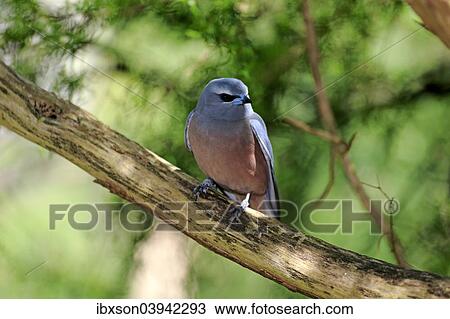 "White-browed woodswallow (Artamus superciliosus), adult on tree, South Australia, Australia, Oceania" View Large Photo Image Stock Image - "White-browed woodswallow (Artamus superciliosus), adult on tree, South Australia, Australia, Oceania". Fotosearch