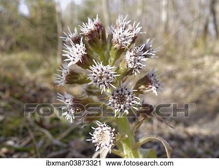 "White Butterbur (Petasites albus), Isarauen, Bavaria, Germany, Europe" View Large Photo Image Stock Image - "White Butterbur (Petasites albus), Isarauen, Bavaria, Germany, Europe". Fotosearch