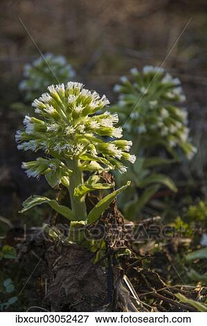 "White Butterbur (Petasites albus), Thuringia, Germany, Europe" View Large Photo Image Stock Photo - "White Butterbur (Petasites albus), Thuringia, Germany, Europe". Fotosearch