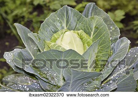 "White cabbage (Brassica oleracea convar. capitata var. alba), organic vegetables" View Large Photo Image Stock Image - "White cabbage (Brassica oleracea convar. capitata var. alba), organic vegetables". Fotosearch