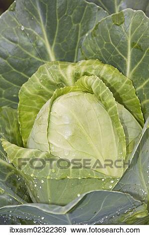 "White cabbage (Brassica oleracea convar. capitata var. alba), organic vegetables" View Large Photo Image Stock Photo - "White cabbage (Brassica oleracea convar. capitata var. alba), organic vegetables". Fotosearch
