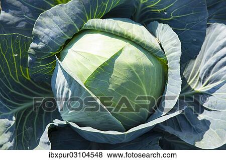 "White Cabbage (Brassica oleracea), Lommatzsch, Saxony, Germany, Europe" View Large Photo Image Stock Photo - "White Cabbage (Brassica oleracea), Lommatzsch, Saxony, Germany, Europe". Fotosearch