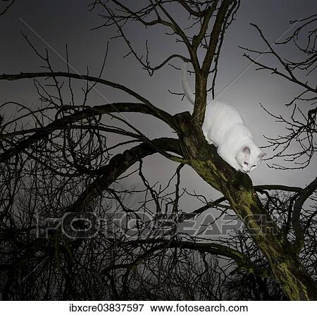 Stock Photo - White cat on a tree in the evening light. Fotosearch