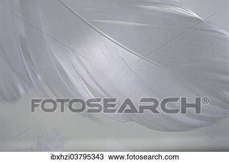 Stock Image - "White chicken feather, detail". Fotosearch