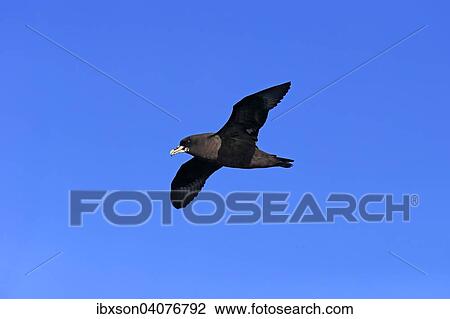"White-chinned Petrel or Cape Hen (Procellaria aequinoctialis), adult, in flight, Cape of Good Hope, South Africa, Africa" View Large Photo Image Stock Image - "White-chinned Petrel or Cape Hen (Procellaria aequinoctialis), adult, in flight, Cape of Good Hope, South Africa, Africa". Fotosearch