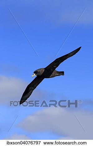 "White-chinned Petrel or Cape Hen (Procellaria aequinoctialis), adult, in flight, Cape of Good Hope, South Africa, Africa" View Large Photo Image Stock Photo - "White-chinned Petrel or Cape Hen (Procellaria aequinoctialis), adult, in flight, Cape of Good Hope, South Africa, Africa". Fotosearch