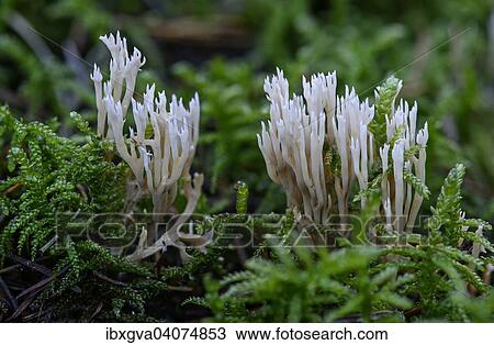Stock Image - "White Coral Fungus or Crested Coral Fungus (Clavulina coralloides), edible, Switzerland, Europe". Fotosearch
