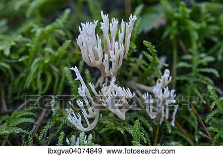"White Coral Fungus or Crested Coral Fungus (Clavulina coralloides), edible, Switzerland, Europe" View Large Photo Image Stock Photo - "White Coral Fungus or Crested Coral Fungus (Clavulina coralloides), edible, Switzerland, Europe". Fotosearch