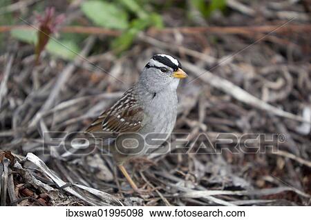 Stock Photo - "White-crowned Sparrow (Zonotrichia leucophrys), Yukon Territory, Canada, North America". Fotosearch