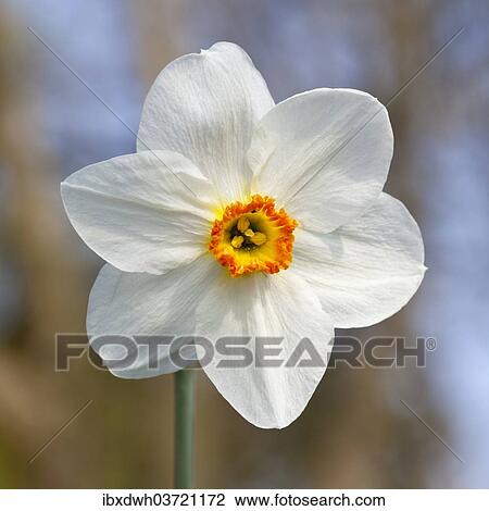 White Daffodil (Narcissus sp. ) View Large Photo Image Stock Image - White Daffodil (Narcissus sp. ). Fotosearch