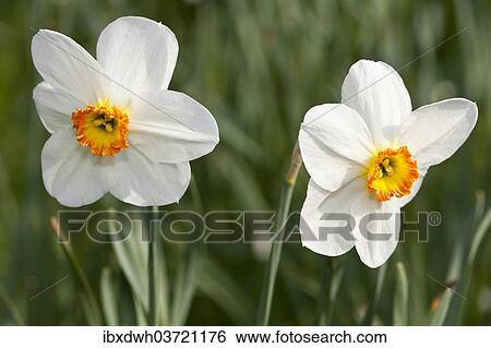 Stock Photograph - White Daffodils (Narcissus sp. ). Fotosearch
