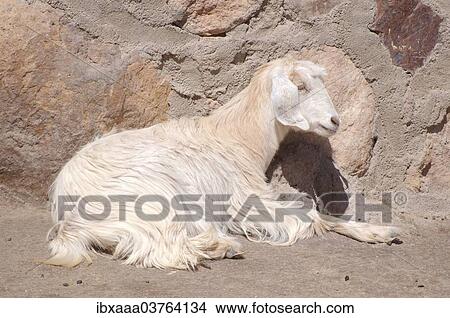"White Domestic Goat (Capra aegagrus hircus) resting, Sinai Peninsula, Egypt, Africa" View Large Photo Image Picture - "White Domestic Goat (Capra aegagrus hircus) resting, Sinai Peninsula, Egypt, Africa". Fotosearch