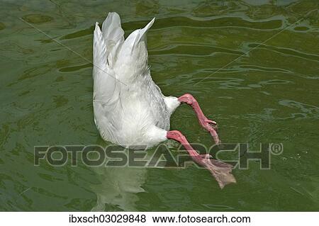 "White duck feeding from bottom of pond, Zoo Hellabrunn, Munich, Upper Bavaria, Bavaria, Germany, Europe" View Large Photo Image Stock Photo - "White duck feeding from bottom of pond, Zoo Hellabrunn, Munich, Upper Bavaria, Bavaria, Germany, Europe". Fotosearch