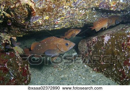 Stock Image - "White-edged rockfish (Sebastes taczanowskii), Japan Sea, Far East, Primorsky Krai, Russian Federation". Fotosearch