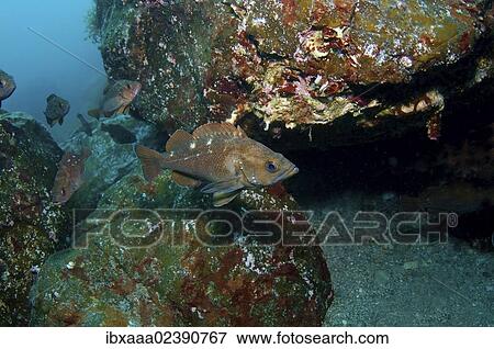 "White edged rockfish (Sebastes taczanowskii), Japan Sea, Russian Far East, Primorsky Krai, Russian Federation" View Large Photo Image Stock Photo - "White edged rockfish (Sebastes taczanowskii), Japan Sea, Russian Far East, Primorsky Krai, Russian Federation". Fotosearch