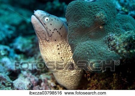 "White-eyed Moray (Gymnothorax thrysoideus), Gulf of Oman, Oman, Asia" View Large Photo Image Stock Photograph - "White-eyed Moray (Gymnothorax thrysoideus), Gulf of Oman, Oman, Asia". Fotosearch