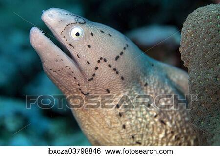Stock Photograph - "White-eyed Moray (Gymnothorax thrysoideus), Gulf of Oman, Oman, Asia". Fotosearch