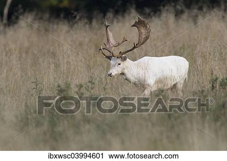 "White Fallow Deer (Dama dama), Copenhagen, Denmark, Europe" View Large Photo Image Stock Image - "White Fallow Deer (Dama dama), Copenhagen, Denmark, Europe". Fotosearch