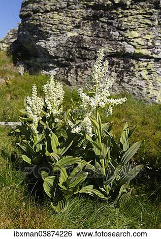 "White False Hellebore (Veratrum album), Saualpe alp, Carinthia, Austria, Europe" View Large Photo Image Stock Photograph - "White False Hellebore (Veratrum album), Saualpe alp, Carinthia, Austria, Europe". Fotosearch