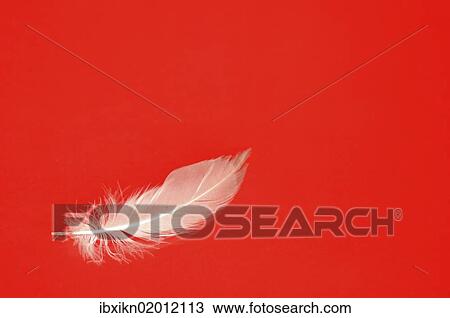 "White feather on red, lightness" View Large Photo Image Stock Image - "White feather on red, lightness". Fotosearch