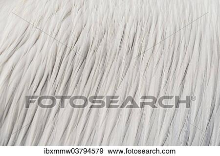 "White feathers, Great White Pelican (Pelecanus onocrotalus) in Walvis Bay, Namibia, Africa" View Large Photo Image Stock Photo - "White feathers, Great White Pelican (Pelecanus onocrotalus) in Walvis Bay, Namibia, Africa". Fotosearch
