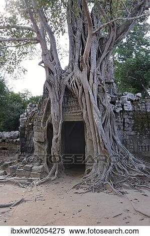 Stock Photography - "White Fig or Strangler Fig (Ficus virens), enclosing parts of the Ta Prohm temple with its air roots, archaeological complex of Angkor, Siem Reap, Cambodia, Southeast Asia, Asia". Fotosearch