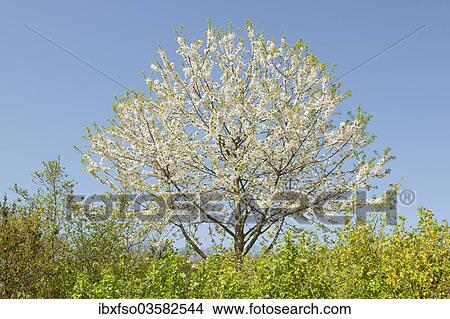 "White Flowering Sweet Cherry (Prunus avium) behind a hedge, Erfurt, Thuringia, Germany, Europe" View Large Photo Image Picture - "White Flowering Sweet Cherry (Prunus avium) behind a hedge, Erfurt, Thuringia, Germany, Europe". Fotosearch
