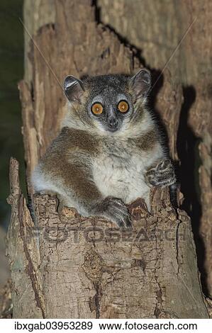 Stock Photo - "White-footed Sportive Lemur (Lepilemur leucopus) in a tree hole, Toliara Province, Madagascar, Africa". Fotosearch
