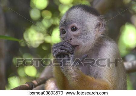 "White-fronted Capuchin (Cebus albifrons), Mamiraua Sustainable Development Reserve, Amazonas, Brazil, South America" View Large Photo Image Stock Photo - "White-fronted Capuchin (Cebus albifrons), Mamiraua Sustainable Development Reserve, Amazonas, Brazil, South America". Fotosearch