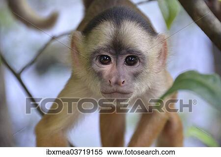 "White-fronted Capuchin (Cebus albifrons), Mamiraua Sustainable Development Reserve, near Manaus, Amazonas State, Brazil, South America" View Large Photo Image Stock Photography - "White-fronted Capuchin (Cebus albifrons), Mamiraua Sustainable Development Reserve, near Manaus, Amazonas State, Brazil, South America". Fotosearch