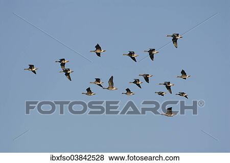 "White-fronted Geese (Anser albifrons), in flight, Mecklenburg-Western Pomerania, Germany, Europe" View Large Photo Image Stock Photo - "White-fronted Geese (Anser albifrons), in flight, Mecklenburg-Western Pomerania, Germany, Europe". Fotosearch