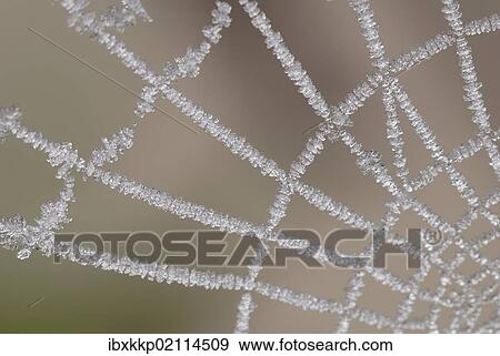 "White frost on a spider web, Middle Elbe Biosphere Reserve, Saxony-Anhalt, Germany, Europe" View Large Photo Image Stock Photo - "White frost on a spider web, Middle Elbe Biosphere Reserve, Saxony-Anhalt, Germany, Europe". Fotosearch