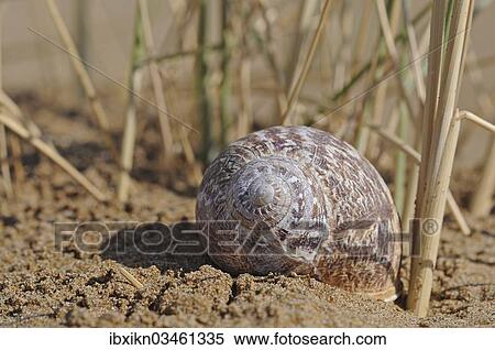 "White Garden Snail or Mediterranean Coastal Snail (Theba pisana), snail shell in the sand, Georgioupolis, Crete, Greece, Europe" View Large Photo Image Stock Photography - "White Garden Snail or Mediterranean Coastal Snail (Theba pisana), snail shell in the sand, Georgioupolis, Crete, Greece, Europe". Fotosearch