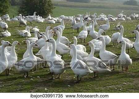 "White geese in a goose farm, Skurup, Sweden, Europe" View Large Photo Image Stock Photography - "White geese in a goose farm, Skurup, Sweden, Europe". Fotosearch