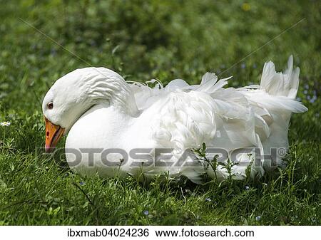 White goose (Anser anser formes domestica) on meadow View Large Photo Image Stock Photograph - White goose (Anser anser formes domestica) on meadow. Fotosearch