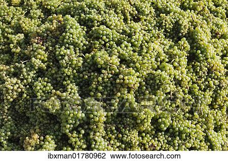 "White grapes, vintage, Wachau, Waldviertel, Lower Austria, Austria, Europe" View Large Photo Image Stock Image - "White grapes, vintage, Wachau, Waldviertel, Lower Austria, Austria, Europe". Fotosearch