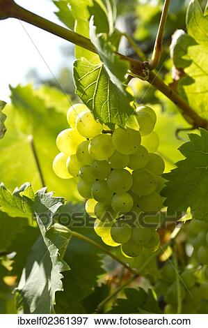 "White Grapes (Vitis vinifera), vine in a vineyard" View Large Photo Image Stock Photo - "White Grapes (Vitis vinifera), vine in a vineyard". Fotosearch