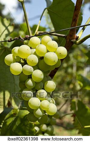 "White Grapes (Vitis vinifera), vine in a vineyard" View Large Photo Image Stock Photo - "White Grapes (Vitis vinifera), vine in a vineyard". Fotosearch