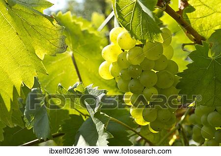 "White Grapes (Vitis vinifera), vine in a vineyard" View Large Photo Image Stock Photograph - "White Grapes (Vitis vinifera), vine in a vineyard". Fotosearch