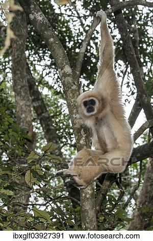 "White-handed Gibbon (Hylobates lar) hanging in a tree, captive, Western Cape Province, South Africa, Africa" View Large Photo Image Stock Image - "White-handed Gibbon (Hylobates lar) hanging in a tree, captive, Western Cape Province, South Africa, Africa". Fotosearch