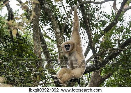 "White-handed Gibbon (Hylobates lar) hanging in a tree, captive, Western Cape Province, South Africa, Africa" View Large Photo Image Stock Image - "White-handed Gibbon (Hylobates lar) hanging in a tree, captive, Western Cape Province, South Africa, Africa". Fotosearch