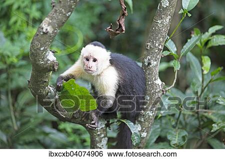 "White-headed Capuchin (Cebus capucinus), Costa Rica, North America" View Large Photo Image Stock Photograph - "White-headed Capuchin (Cebus capucinus), Costa Rica, North America". Fotosearch