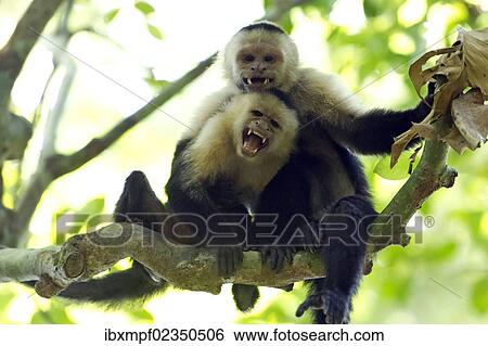Stock Photograph - "White-headed Capuchin or White-throated Capuchin (Cebus capucinus), Sirena, Corcovado National Park, Puntarenas Province, Costa Rica, Central America, North America". Fotosearch