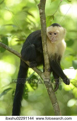 "White-headed or White-faced Capuchin (Cebus capucinus), Manuel Antonio National Park, Costa Rica, Central America, North America" View Large Photo Image Picture - "White-headed or White-faced Capuchin (Cebus capucinus), Manuel Antonio National Park, Costa Rica, Central America, North America". Fotosearch