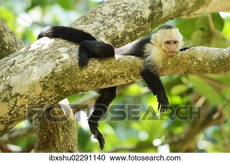 "White-headed or White-faced Capuchin (Cebus capucinus), resting on branch, Manuel Antonio National Park, Costa Rica, Central America, North America" View Large Photo Image Stock Image - "White-headed or White-faced Capuchin (Cebus capucinus), resting on branch, Manuel Antonio National Park, Costa Rica, Central America, North America". Fotosearch